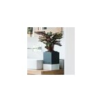 Pot � auto - arrosage et son terreau sp�cifique