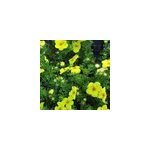 Potentille arbustive - potentilla fruticosa 'kobold' - 50 - 60 cm pot