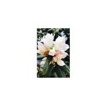 Rhododendron 'dora amat�is' taille du pot - en pot de 4 litres