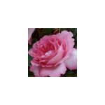 Rosa - kordes eleganza ; rosier - rosa 'eliza'