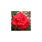 Rosa - kordes eleganza ; rosier - rosa 'grande amore' ;