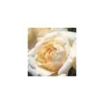 Rosa - kordes eleganza ; rosier - rosa 'la perla' ;