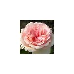 Rosa - kordes eleganza ; rosier - rosa 'souvenir de baden - baden' ;