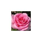 Rosa - kordes eleganza ; rosier - rosa 'sweet parole' ;