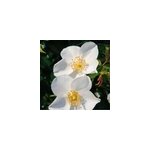 Rosa - kordes nectar rosier - rosa 'escimo'