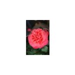 Rosier agatha ?' taille du pot - en pot de 5 litres