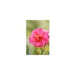 Rosier belle de clermont ? 'eveand' taille du pot - en pot de 5 litres