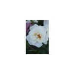 Rosier d�corosiers ? 'opalia ?' taille du pot - en pot de 2 litres