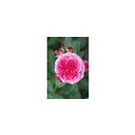 Rosier d�corosiers ? 'pink voluptia ?' taille du pot - en pot de 5 litres
