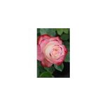 Rosier 'jubil� du prince de monaco ?' taille du pot - en pot de 5 litres