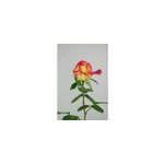 Rosier 'oriental peace ?' taille du pot - en pot de 5 litres