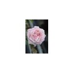 Rosier parfuma 'madame de la valliere' ? taille du pot - en pot de 4 litres