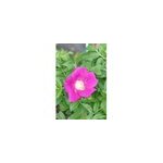 Rosier rugueux 'angelia eglantine' ? taille du pot - en pot de 3 litres