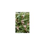 Sarcococca 'winter gem' taille du pot - en pot de 5 litres