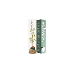 Saule blanc - cadeau original Saule blanc - cadeau original