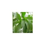 Stevia rebaudiana plante sucrante 2 l 20 - 30 cm Stevia rebaudiana plante sucrante 2 l 20 - 30 cm