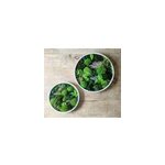 Tableau végétal naturel rond en mousse stabilisée - lot de 2 - forest Tableau végétal naturel rond en mousse stabilisée - lot de 2 - forest