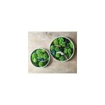 Tableau végétal naturel rond mousse stabilisée - lot de 2 - sous - bois Tableau végétal naturel rond mousse stabilisée - lot de 2 - sous - bois