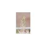 Tamaris de printemps taille du pot - en pot de 3 litres