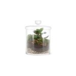 Terrarium bonbonni�re fittonia