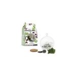 Terrarium boule oxalis