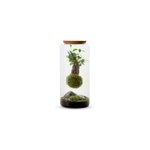 Terrarium mia ginseng suspendu l Terrarium mia ginseng suspendu l