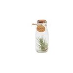 Tillandsia plante arienne dco dans son tube en verre