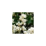 Tro�ne du japon - ligustrum japonicum 'rotundifolium' - 15 - 20 cm pot