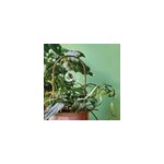 Tuteur pour plantes suncatcher Tuteur pour plantes suncatcher