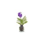 Vanda orchide bleu vase