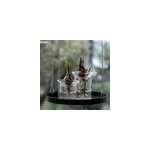 Vase de germination en verre