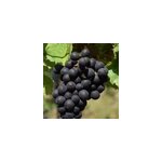 Vigne autumn royal, vigne de table - pot de 3l