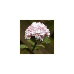 Viorne de carle - viburnum carlesii 'aurora' - 60 - 80 cm pot