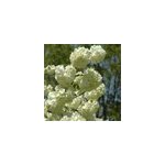 Viorne de chine - viburnum plicatum 'grandiflorum' - 40 - 60 cm pot
