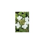 Viorne de chine 'watanabe' taille du pot - en pot de 3 litres