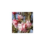 Viorne d'hiver - viburnum bodnantense 'dawn' - 60 - 80 cm pot