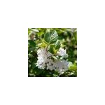 Viorne obier - viburnum opulus 'compactum' - 60 - 80 cm pot