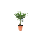 Xl palmier  vent asiatique x2