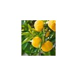 Yuzu 5 4 l 30 - 50 cm Yuzu 5 4 l 30 - 50 cm