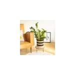 Zamioculcas + cache - pot Zamioculcas + cache - pot
