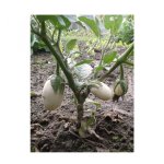 Aubergine blanche ronde � oeuf - les graines bocquet - 1g