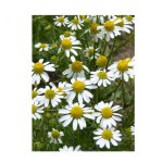 Camomille allemande (matrica chamomilla) - les graines bocquet - 3g