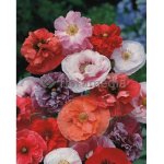 Coquelicot double vari� - les graines bocquet - 1, 5g