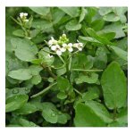 Cresson de fontaine � large feuille - les graines bocquet - 2g
