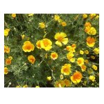 Eschscholzia g�ant de californie orange - les graines bocquet - 1g