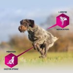 Eukanuba croquettes a lagneau et riz - grande race - 12kg - pour chien adulte