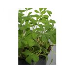 Fenugrec ( trigonella foenum - graecum) - les graines bocquet - 1g