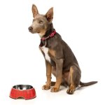 Fuzzyard gamelle el fuego yeezy m - 13 x 6 cm - pour chien