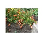 Grenadier nain alhambra - les graines bocquet - 0, 3g