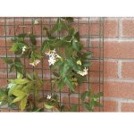 Grillage pour plante grimpante taille 1 x 5 m